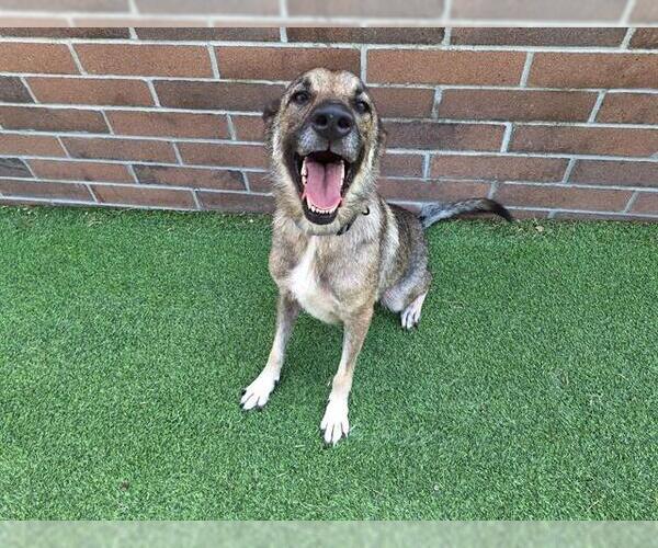 Medium Photo #2 German Shepherd Dog-Unknown Mix Puppy For Sale in Grand Prairie, TX, USA