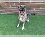 Small #1 German Shepherd Dog Mix