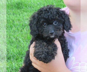 Miniature Bernedoodle Puppy for sale in HANCOCK, MN, USA