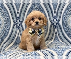 Cavapoo Puppy for sale in LAKELAND, FL, USA