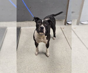 American Staffordshire Terrier-Unknown Mix Dogs for adoption in Tallahassee, FL, USA