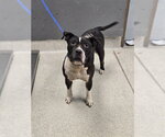 Small American Staffordshire Terrier Mix
