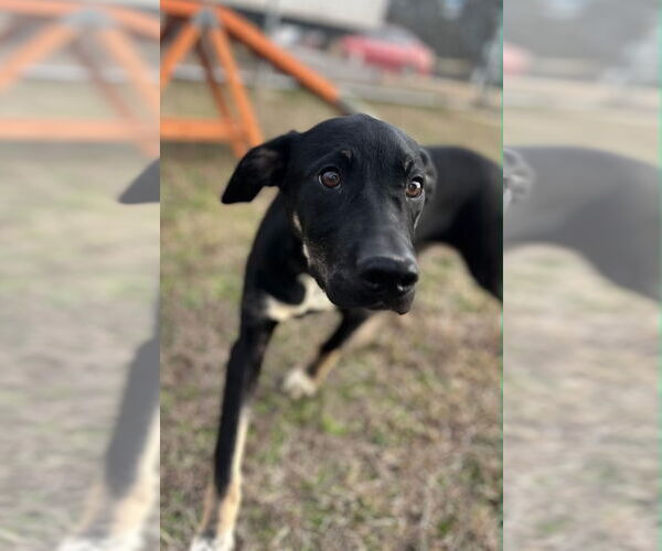 Medium Photo #8 Mountain Cur-Unknown Mix Puppy For Sale in Rockaway, NJ, USA