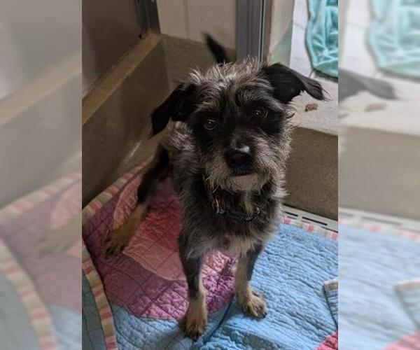 Medium Photo #1 Mutt Puppy For Sale in San Martin, CA, USA