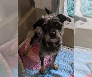 Mutt Dogs for adoption in San Martin, CA, USA