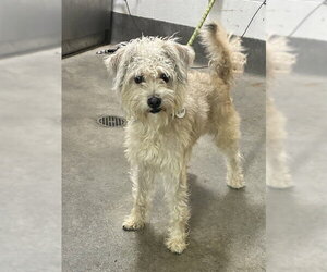 Poodle (Miniature)-Unknown Mix Dogs for adoption in Forestville, MD, USA