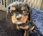 Puppy Duchess Cavalier King Charles Spaniel