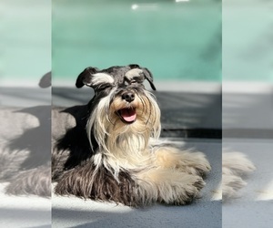 Mother of the Schnauzer (Miniature) puppies born on 07/07/2025