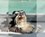 Small Photo #1 Schnauzer (Miniature) Puppy For Sale in KISSIMMEE, FL, USA