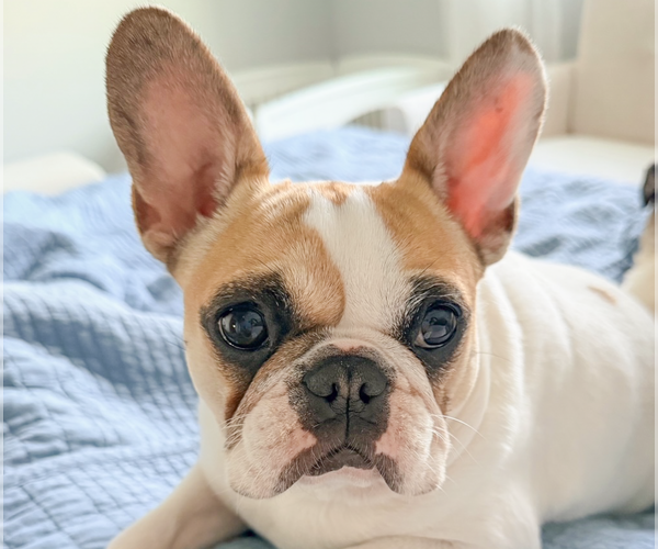 Medium Photo #1 French Bulldog-Unknown Mix Puppy For Sale in San Ramon, CA, USA