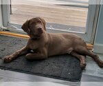Small Photo #1 Chocolate Labrador retriever-Unknown Mix Puppy For Sale in Fenton, MO, USA