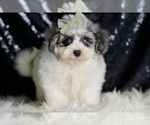 Small #4 Maltipoo