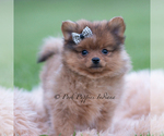 Small #1 Pomeranian