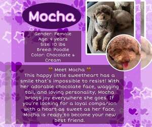 Poodle (Miniature) Dogs for adoption in Rancho Cordova, CA, USA