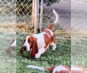 Father of the Basset Hound puppies born on 06/30/2025