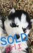 Small Photo #8 Siberian Husky Puppy For Sale in ARLINGTON, TX, USA