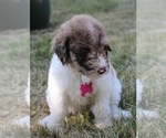 Small Photo #2 Goldendoodle Puppy For Sale in HOWARD CITY, MI, USA