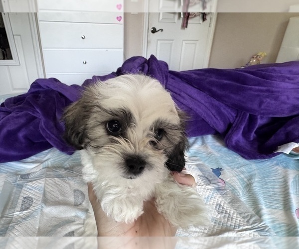 Medium Photo #3 Zuchon Puppy For Sale in HOMESTEAD, FL, USA