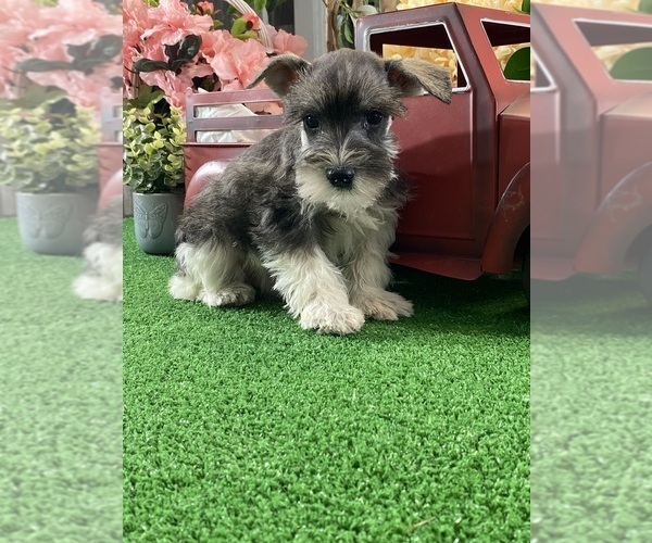 Medium Photo #2 Schnauzer (Miniature) Puppy For Sale in CANOGA, NY, USA