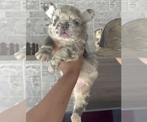 French Bulldog Dog for Adoption in WEST HOLLYWOOD, California USA