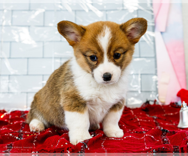 Medium Photo #60 Cardigan Welsh Corgi Puppy For Sale in WAKARUSA, IN, USA