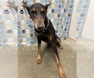 Doberman Pinscher Dogs for adoption in Rosenberg, TX, USA