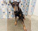 Small Doberman Pinscher