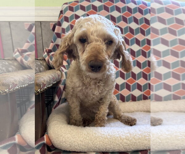 Medium Photo #5 Poodle (Miniature) Puppy For Sale in Pacolet, SC, USA