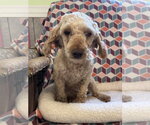 Small #4 Poodle (Miniature)