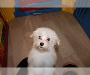 Maltese-Maltese Mix Puppy for sale in RICHMOND, TX, USA