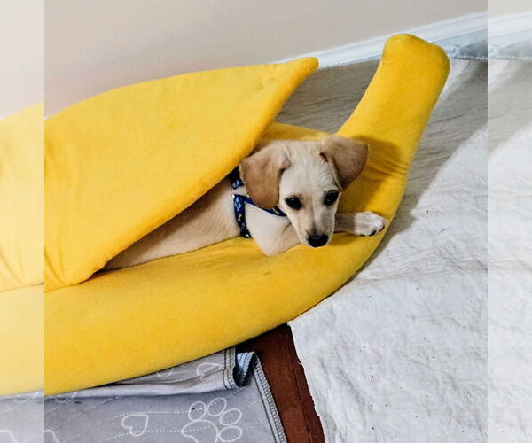 Medium Photo #2 Chihuahua-Poodle (Toy) Mix Puppy For Sale in Mount Pleasant, SC, USA