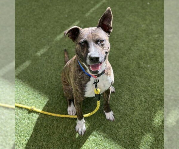 Medium Photo #1 American Pit Bull Terrier-Unknown Mix Puppy For Sale in Las Vegas, NV, USA