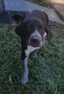 Puppy 0 Labrador Retriever-Wirehaired Pointing Griffon Mix