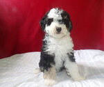 Puppy 3 Bernedoodle