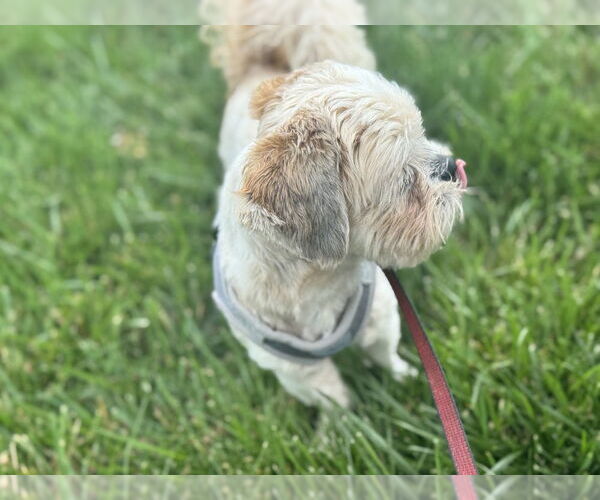 Medium Photo #3 Shih Tzu Puppy For Sale in Mooresville, NC, USA