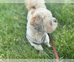 Small #2 Shih Tzu