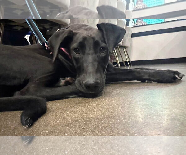 Medium Photo #12 Labrador Retriever-Unknown Mix Puppy For Sale in San Diego, CA, USA
