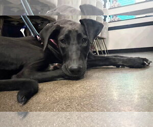 Everest (female) - Female Labrador Retriever-Unknown Mix Dog for Adoption - Photo #12