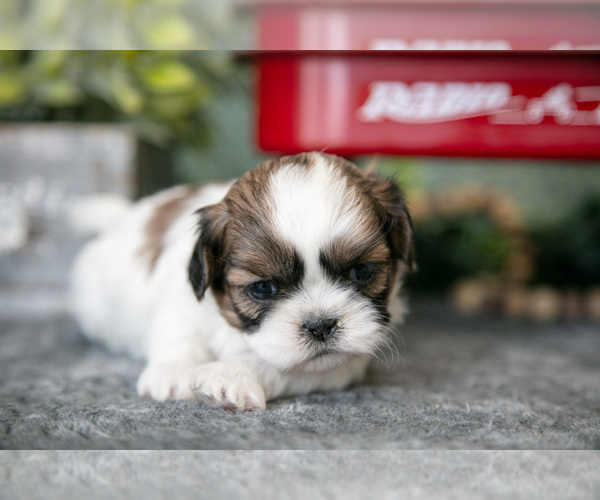 Medium Photo #12 Shih Tzu Puppy For Sale in CLARE, MI, USA