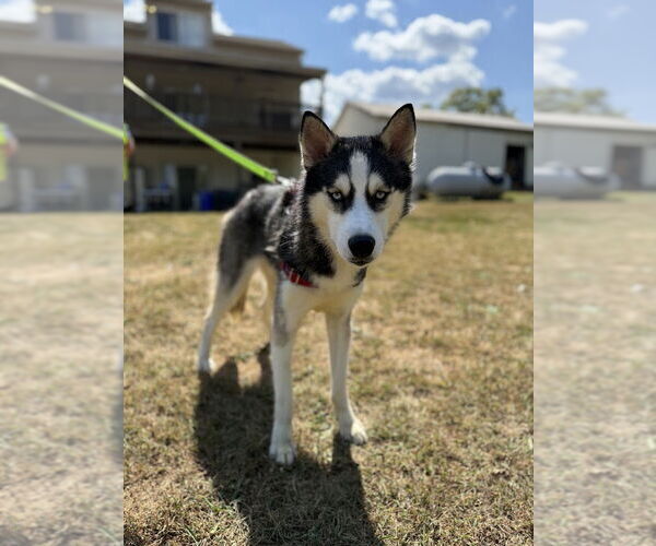 Medium Photo #8 Siberian Husky Puppy For Sale in Shermans Dale, PA, USA
