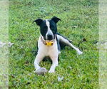 Small #2 Bull Terrier Mix