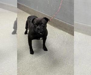 Pug-Unknown Mix Dogs for adoption in Las Vegas, NV, USA