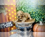 Small #4 Goldendoodle (Miniature)