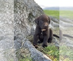 Small Photo #14 Labrador Retriever Puppy For Sale in MADERA, CA, USA
