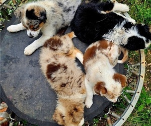 Australian Shepherd Puppy for Sale in MABEL, Minnesota USA
