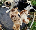 Small Australian Shepherd