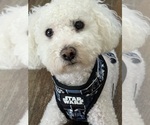 Small Photo #1 Pom-A-Poo-Poodle (Miniature) Mix Puppy For Sale in OWINGS, MD, USA