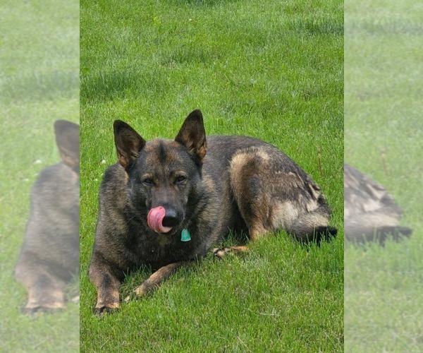 Medium Photo #1 German Shepherd Dog Puppy For Sale in BLOOMINGTON, WI, USA