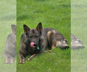 Father of the German Shepherd Dog puppies born on 02/01/2026