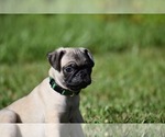 Small #6 Pug